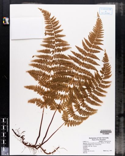 Dennstaedtia punctilobula