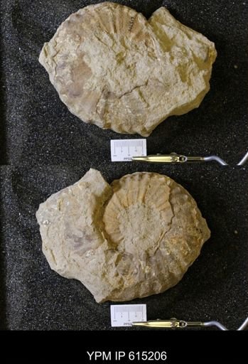 undet. Collignoniceratidae