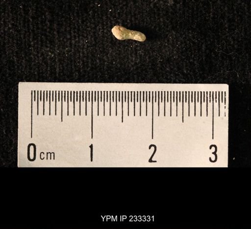 Archaeocidaris sp.