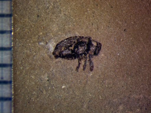 undet. Diptera
