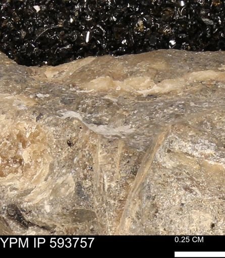 Baculites sp.