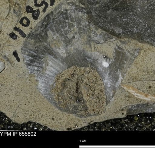 undet. Mollusca