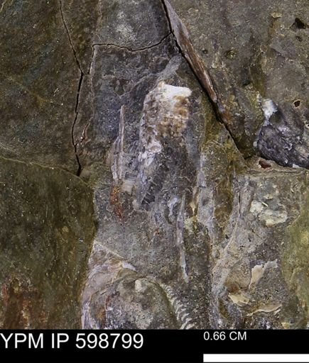 undet. Mollusca