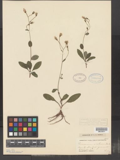 Hieracium scabrum