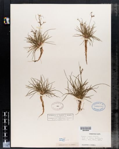 Juncus tenuis