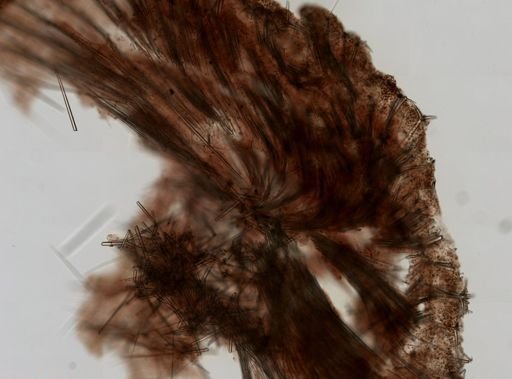 Ecionemia walkeri
