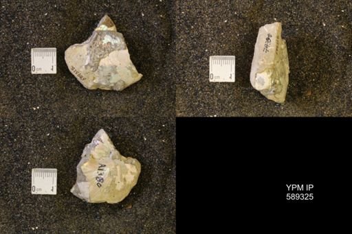 Hoploscaphites nicolletii