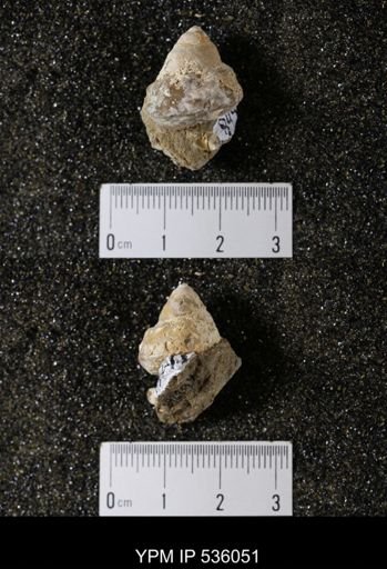 Tulotoma thompsoni
