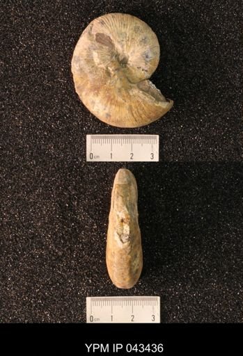Hoploscaphites nicolletii