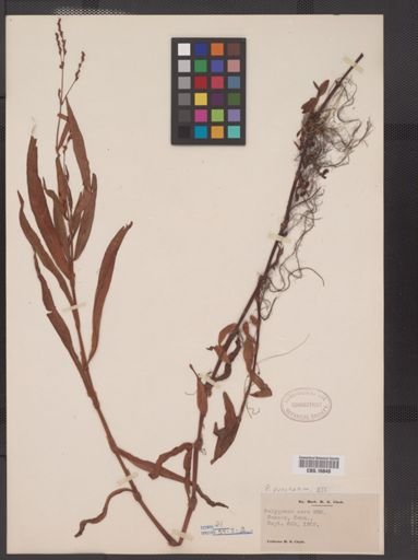 Polygonum punctatum