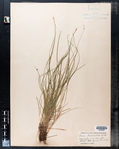 Carex bromoides