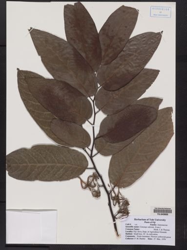 Canaga odorata