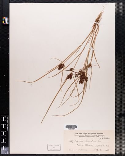 Cyperus diandrus
