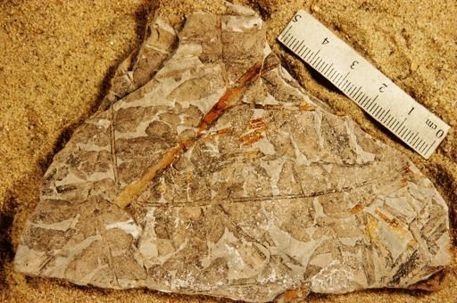 Cladophlebis mesozoica