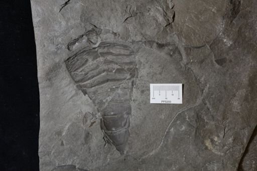 Eurypterus lacustris