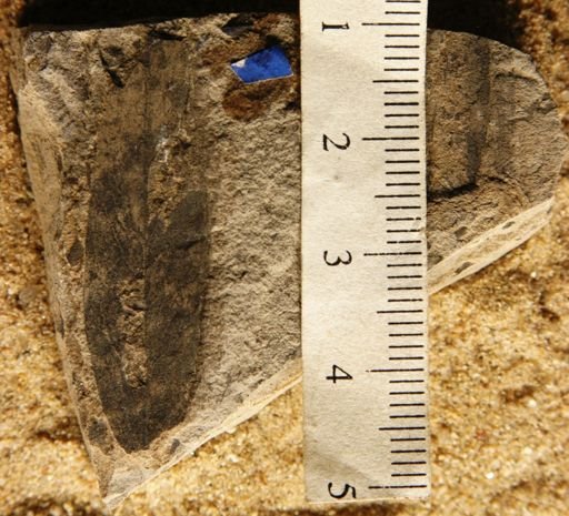 Cassia ligustrinoides