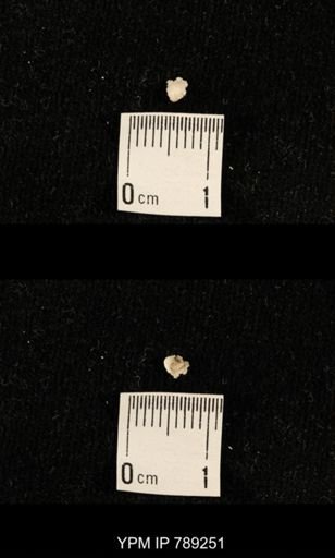 undet. Brachiopoda