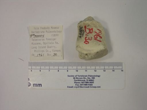 Teleoceras fossiger