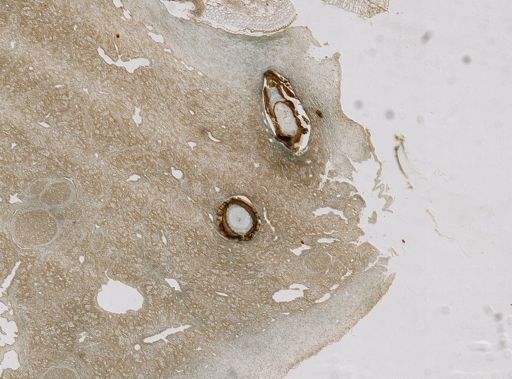 Ianthella sp.