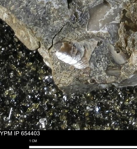 Lingula sp.