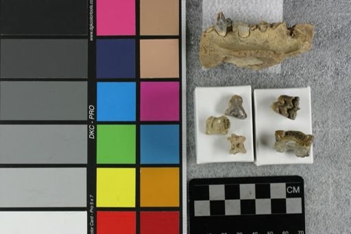 Hyaenodon (Neohyaenodon) horridus