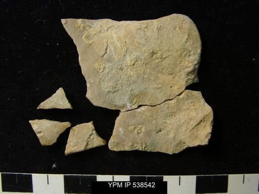 undet. Bryozoa