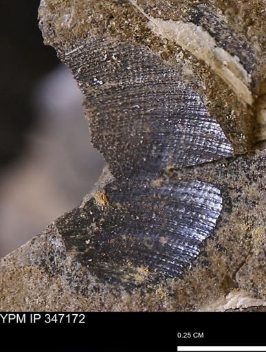 undet. Bivalvia
