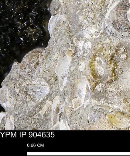 undet. Mollusca