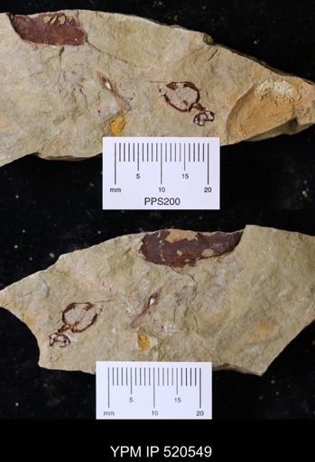 undet. Stylophora