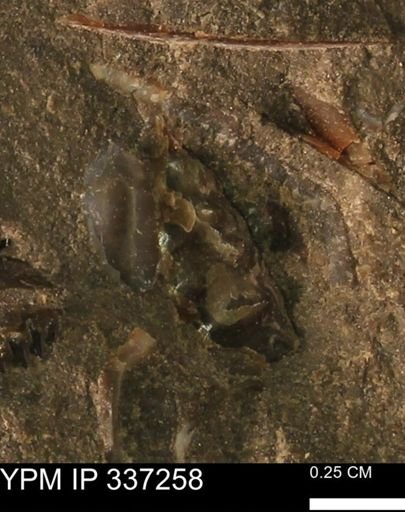 undet. Mollusca