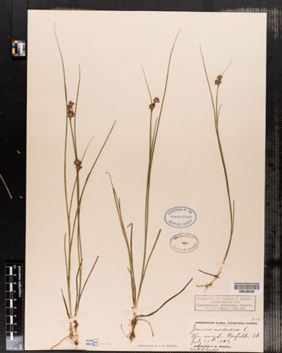 Juncus nodosus