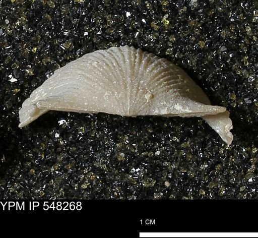 Stropheodonta navalis