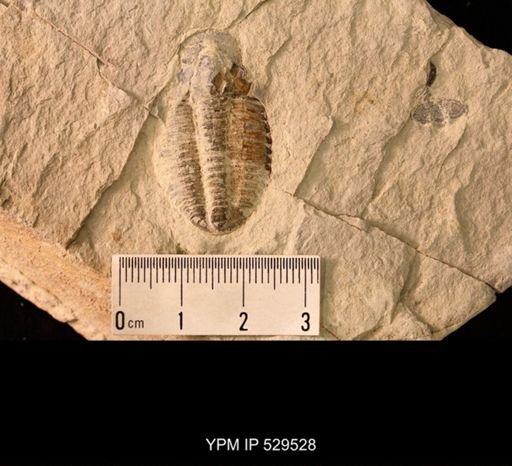 Modocia laevinucha