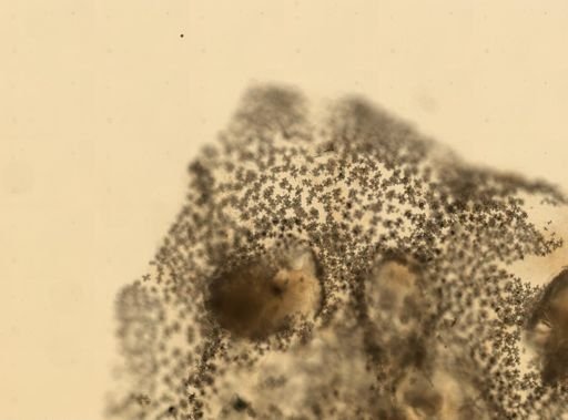Gersemia fruticosa
