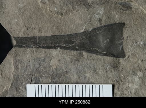 undet. Eurypterida