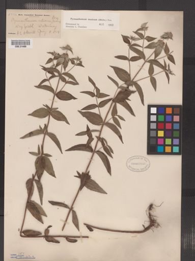 Pycnanthemum muticum