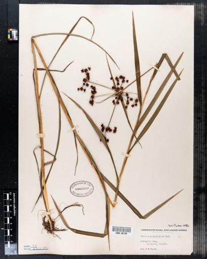 Scirpus polyphyllus