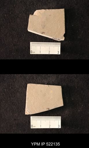 undet. Hymenoptera