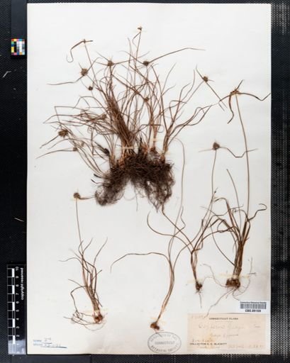 Cyperus grayi