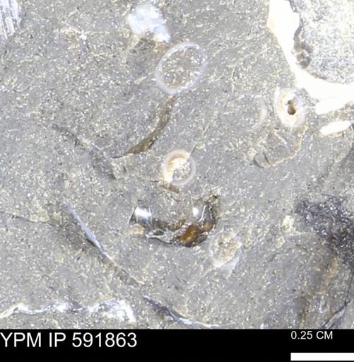 Serpulidae