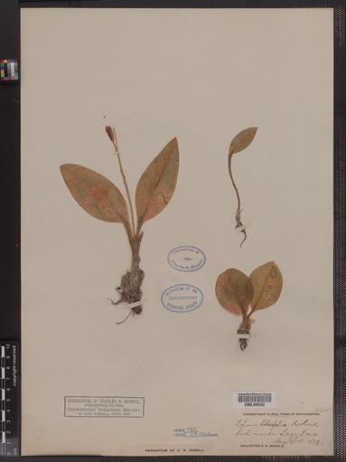 Liparis liliifolia