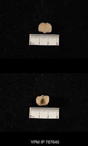 undet. Brachiopoda