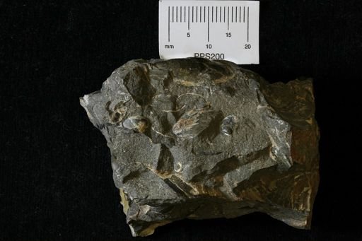 undet. Bivalvia