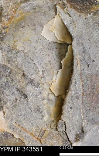 undet. Bivalvia