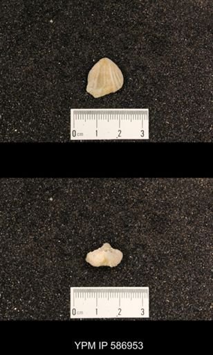 Rhynchotrema capax