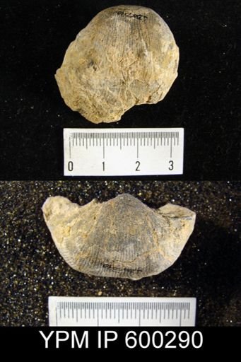 Productus cora