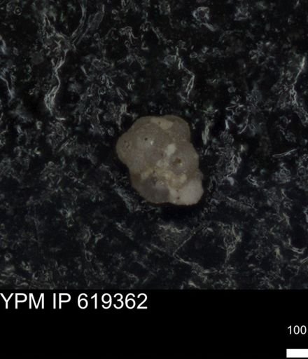 undet. Foraminiferida