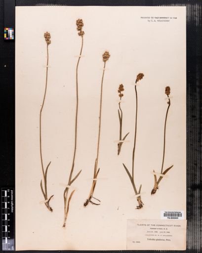 Tofieldia glutinosa