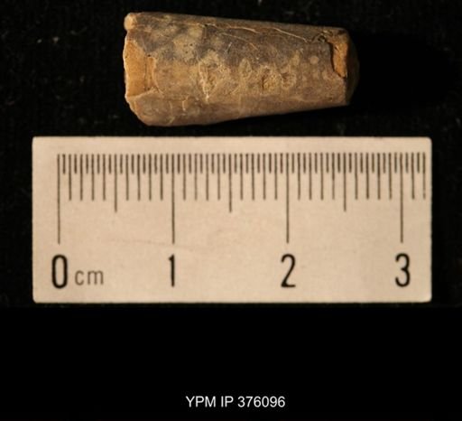 Pseudorthoceras knoxense