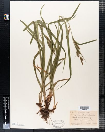 Carex scabrata